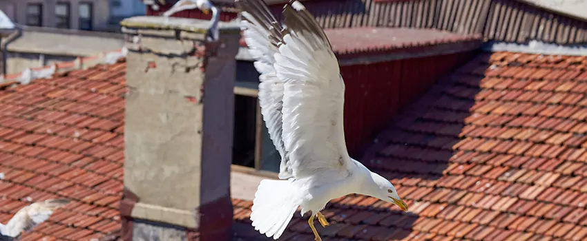 Residential Chimney Animal Removal Solution in The Hammocks