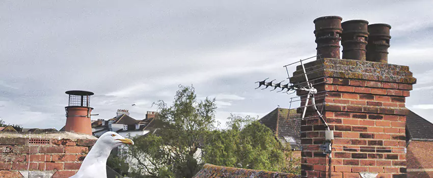 Chimney Cleaning And Restoration in The Hammocks